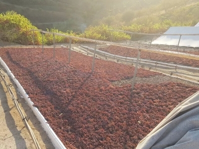 Territorio SIPAM. La Axarquia (Málaga). Vino, pasas y gastronomía.